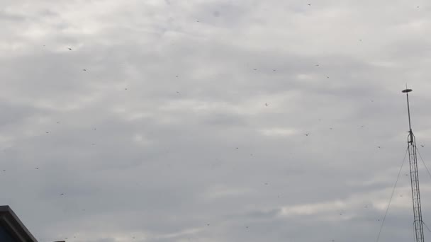 Enjambre Libélulas Planeadoras Errantes Veracruz México — Vídeo de stock