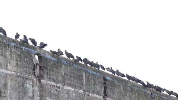 Burung Bangkai Hitam Bertengger Dan Bersosialisasi Bangunan Yang Ditinggalkan — Stok Video