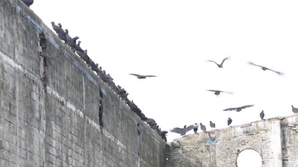 Czarne Sępy Siedzą Spotykają Się Opuszczonym Budynku — Wideo stockowe