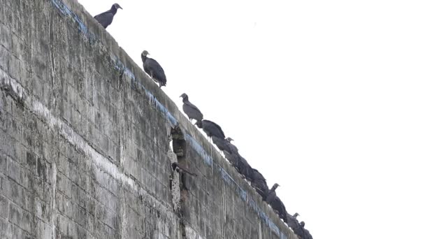 Abutres Negros Empoleirando Socializando Prédio Abandonado — Vídeo de Stock