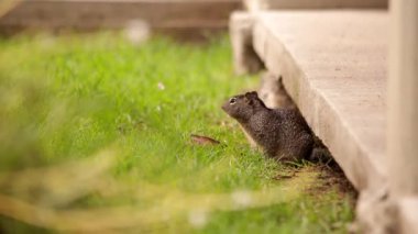 Kaya sincabı dikkatlice ininden çıkıyor.