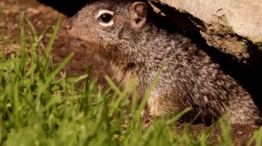 Genç bebek kaya sincabı dünyayı kokluyor (Otospermophilus variegatus)