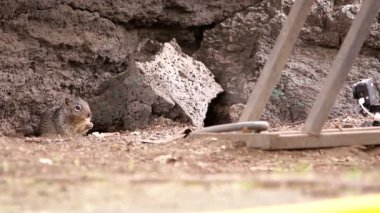 Bisiklet parkının yanında yaşayan kaya sincapları ailesi