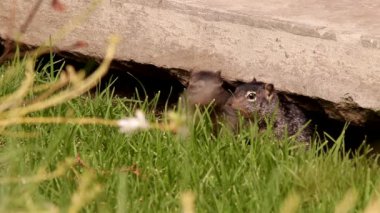 3 genç bebek sincapları yuvalarında taşır