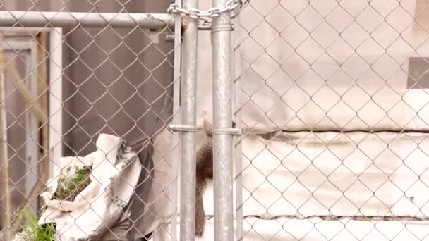 Rotseekhoorn Breekt Een Kas — Stockvideo