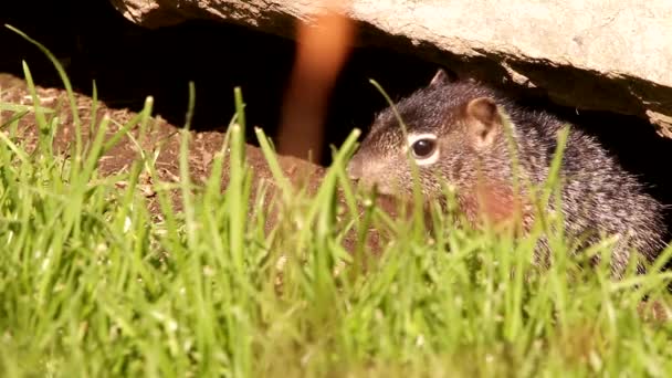 3只幼小的小松鼠在它们的洞穴里 — 图库视频影像