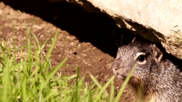 近3只幼小的石鼠宝宝在它们的洞穴里 — 图库视频影像