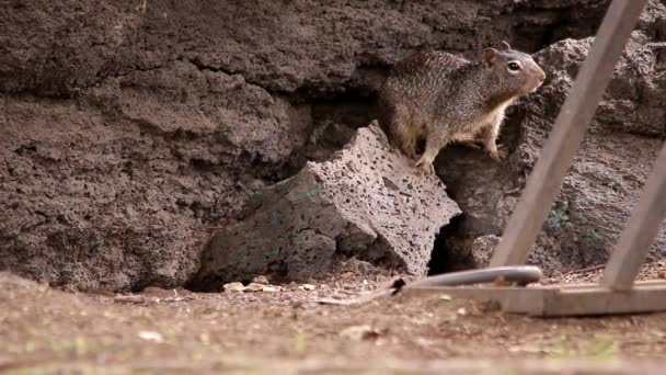 住在自行车架旁边的一群岩石松鼠 — 图库视频影像