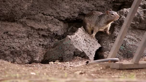 Familie Van Eekhoorns Wonen Naast Fietsenrek — Stockvideo