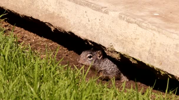 Primer Plano Bebés Pequeños Ardillas Roca Guarida — Vídeos de Stock