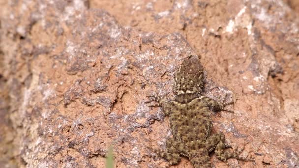 在墨西哥阳光下 火山岩上挂着微小的蜥蜴 — 图库视频影像