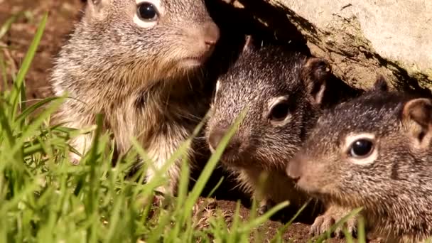 Close Van Jonge Baby Rotseekhoorns Hun Hol — Stockvideo