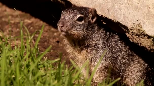 幼小的岩石松鼠嗅探世界 Otospermophilus Variegatus — 图库视频影像