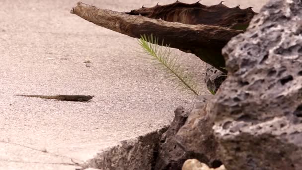Meksika Güneşinin Altındaki Volkanik Kayanın Etrafında Dolaşan Dikenli Kertenkele — Stok video
