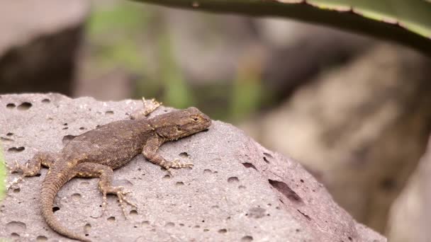 Lagarto Espinoso Colgando Alrededor Roca Volcánica Bajo Sol Mexicano — Vídeos de Stock