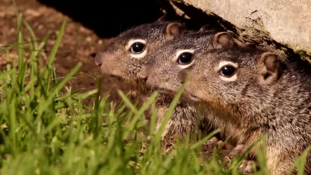 Young Babies Rock Squirrels Den — Stock Video