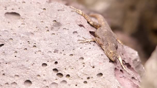 在墨西哥阳光下 火山岩上挂着微小的蜥蜴 — 图库视频影像