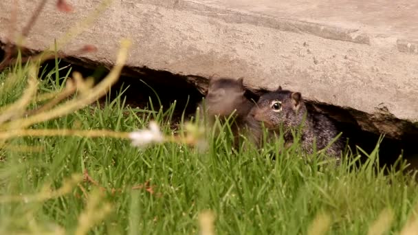 3只幼小的小松鼠在它们的洞穴里 — 图库视频影像