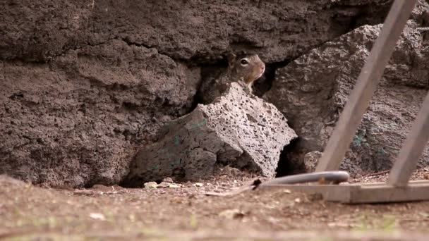 Rodina Skalních Veverek Žijící Vedle Stojanu Kola — Stock video