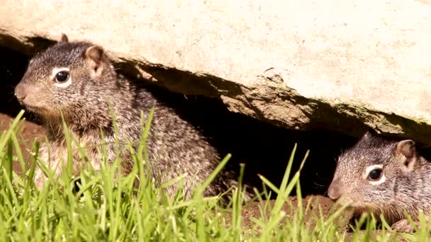 Jonge Baby Rotseekhoorns Hun Hol — Stockvideo