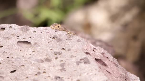 Колючий Ящірка Звисає Навколо Вулканічної Скелі Під Мексиканським Сонцем — стокове відео