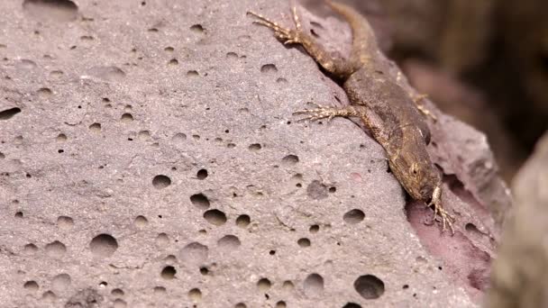 Spiny Lizard Hanging Volcanic Rock Mexican Sun — Stock Video