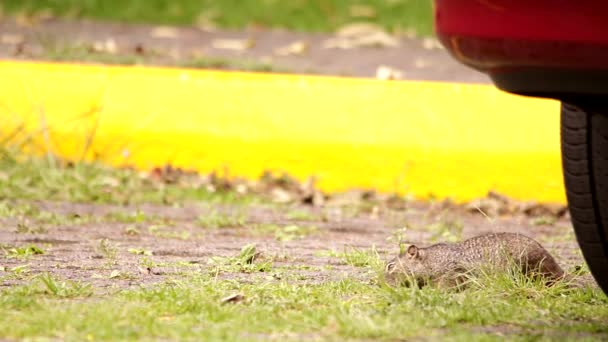 Écureuil Des Rochers Recherche Nourriture Sur Terrain Stationnement Aux Soins — Video