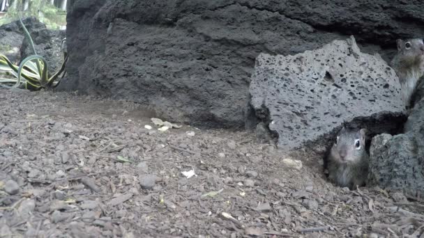 生活在水泡状玄武岩卵石下的岩石松鼠 — 图库视频影像