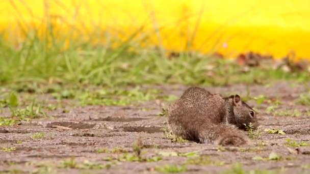 Rock Squirrel Searching Food Baly Cared Parking Lot — Stock Video