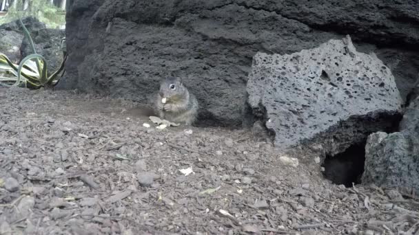 Steinhörnchen Leben Unter Vesikulären Basaltsteinen — Stockvideo