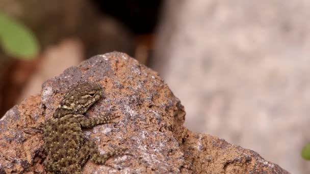 Spiny Ještěrka Visí Kolem Sopečné Skály Pod Mexickým Sluncem — Stock video