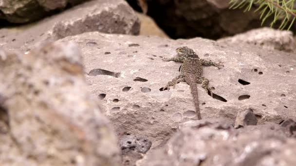 Lagarto Espinoso Colgando Alrededor Roca Volcánica Bajo Sol Mexicano — Vídeo de stock