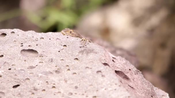 Lézard Épineux Suspendu Autour Roche Volcanique Sous Soleil Mexicain — Video