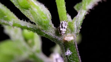 Şili biberi sapıyla beslenen yaprak bitleri, chiltepin chili biberi