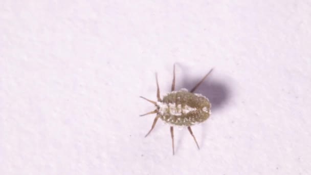 在实验室长椅上孤立拍摄蚜虫的照片 — 图库视频影像