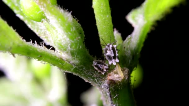 Bladluizen Voeden Zich Met Een Chili Peper Plant Stengel Chiltepin — Stockvideo