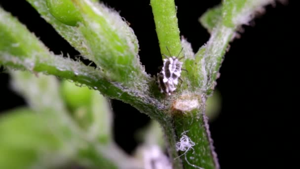 Aphids Feeding Chili Pepper Plant Stem Chiltepin Chili Pepper — Stock Video