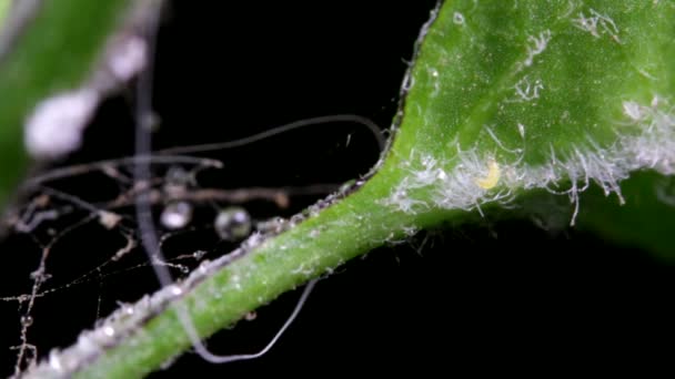 Petit Insecte Rampant Travers Les Trichomes Chili Feuilles Piment — Video