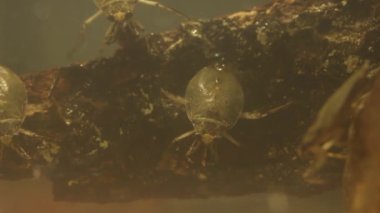 Su böceği yemek böceği, sualtı görüntüsü.