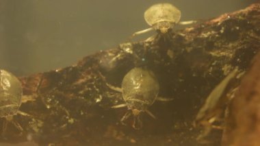 Bir grup su böceği avlanıyor, oturup bekliyorlar.