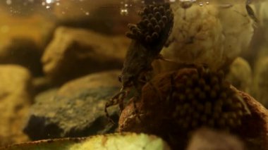 Su böceğinin sırtındaki yumurta yastıklarını kırmaya hazır olun.