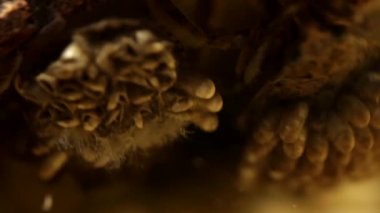 Yumurtadan çıkarken su böceği yumurtası yastıkları.