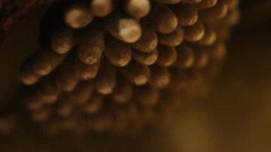 Yumurtadan çıkarken su böceği yumurtası yastıkları.