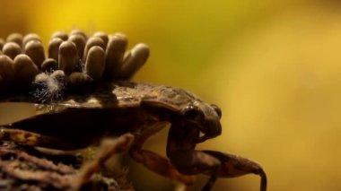 Su böceği yumurta yastıklarını oksijenlendiriyor.