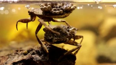 Su böceği yumurta yastıklarını oksijenlendiriyor.