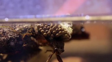 Babalarının sırtından çıkan genç su böcekleri.