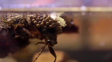 Babalarının sırtından çıkan genç su böcekleri.