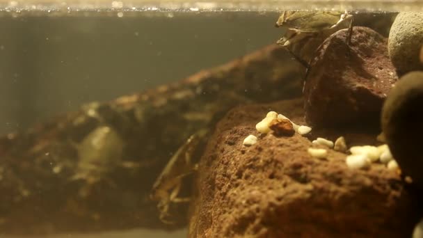 Insecto Agua Comiendo Escarabajo Gusano Comida Imágenes Bajo Agua — Vídeo de stock