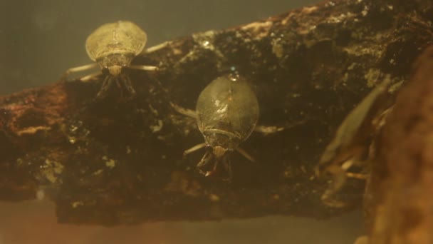 Insecto Agua Comiendo Escarabajo Gusano Comida Imágenes Bajo Agua — Vídeo de stock