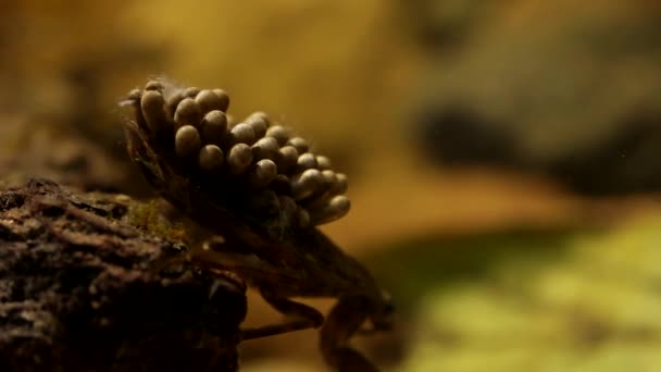 怀孕的水虫雄蜂在照顾它们的卵盘 — 图库视频影像